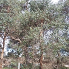 Eucalyptus macarthurii at Burradoo, NSW - 9 May 2019