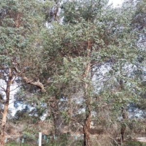 Eucalyptus macarthurii at Burradoo, NSW - suppressed