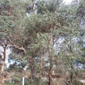 Eucalyptus macarthurii at Burradoo, NSW - 9 May 2019