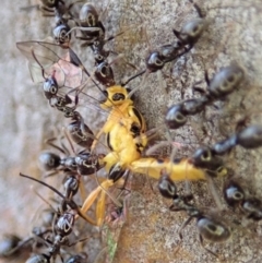 Ichneumonidae (family) (Unidentified ichneumon wasp) at Dunlop, ACT - 13 May 2019 by CathB