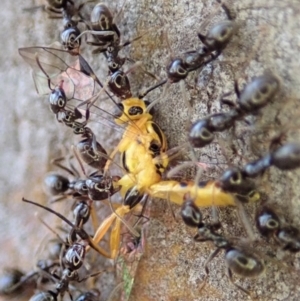 Ichneumonidae (family) at Dunlop, ACT - 13 May 2019