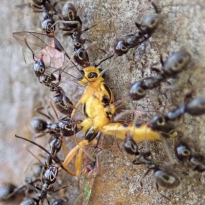 Ichneumonidae (family) (Unidentified ichneumon wasp) at Aranda Bushland - 13 May 2019 by CathB