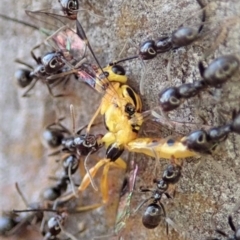 Ichneumonidae (family) at Dunlop, ACT - 13 May 2019