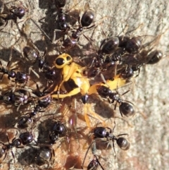 Ichneumonidae (family) at Dunlop, ACT - 13 May 2019