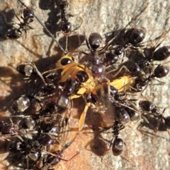 Ichneumonidae (family) at Dunlop, ACT - 13 May 2019