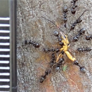 Ichneumonidae (family) at Dunlop, ACT - 13 May 2019