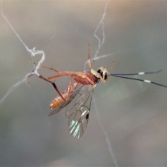 Ichneumonidae (family) (Unidentified ichneumon wasp) at Aranda Bushland - 15 Apr 2019 by CathB