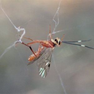 Ichneumonidae (family) at Aranda, ACT - 15 Apr 2019