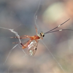 Ichneumonidae (family) at Aranda, ACT - 15 Apr 2019