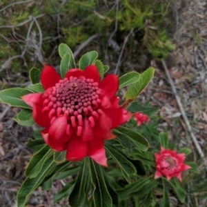 Telopea speciosissima at Wattle Ridge, NSW - 6 Oct 2018