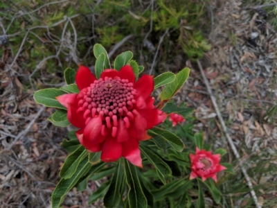 Telopea speciosissima (NSW Waratah) at Wattle Ridge, NSW - 6 Oct 2018 by Margot