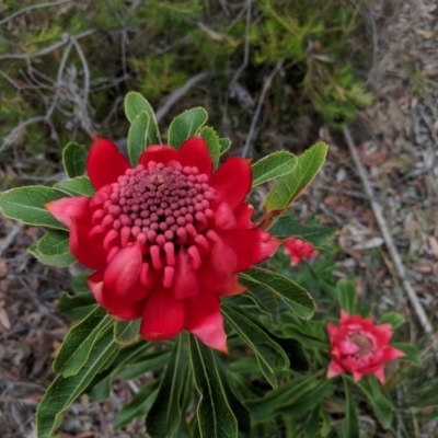 Telopea speciosissima (NSW Waratah) at Wingecarribee Local Government Area - 6 Oct 2018 by Margot