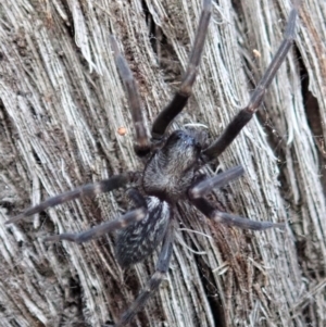 Badumna insignis at Dunlop, ACT - 15 Apr 2019 03:04 PM