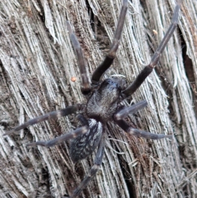 Badumna insignis (Black House Spider) at Aranda Bushland - 15 Apr 2019 by CathB