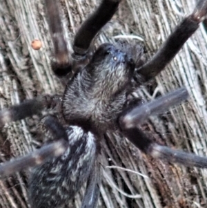 Badumna insignis at Dunlop, ACT - 15 Apr 2019 03:04 PM