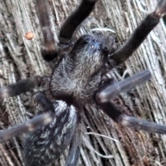 Badumna insignis at Dunlop, ACT - 15 Apr 2019