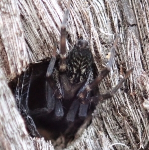 Badumna insignis at Dunlop, ACT - 15 Apr 2019 03:04 PM