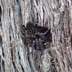 Badumna insignis at Dunlop, ACT - 15 Apr 2019 03:04 PM