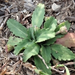 Solenogyne dominii (Smooth Solenogyne) at Aranda Bushland - 15 Apr 2019 by CathB