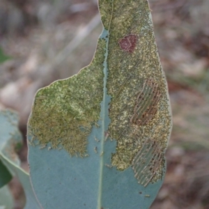 Uraba lugens at Dunlop, ACT - 9 May 2019 04:32 PM