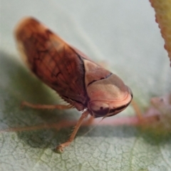 Brunotartessus fulvus (Yellow-headed Leafhopper) at Mount Painter - 1 May 2019 by CathB