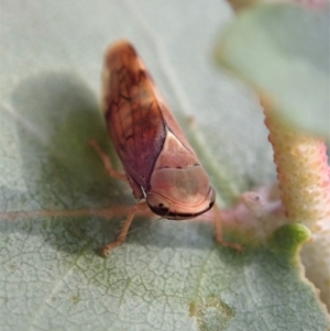 Brunotartessus fulvus at Cook, ACT - 1 May 2019 03:49 PM