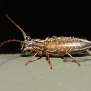 Temnosternus planiusculus at Acton, ACT - 11 May 2019