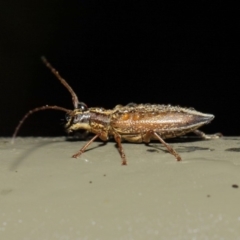 Temnosternus planiusculus at Acton, ACT - 11 May 2019 01:49 PM