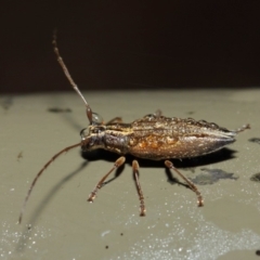 Temnosternus planiusculus at Acton, ACT - 11 May 2019 01:49 PM