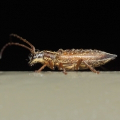 Temnosternus planiusculus at Acton, ACT - 11 May 2019 01:49 PM