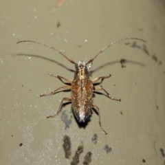 Temnosternus planiusculus at Acton, ACT - 11 May 2019 01:49 PM