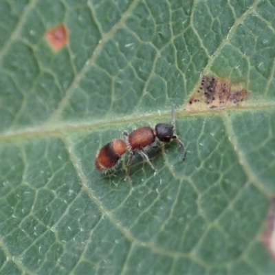 Mutillidae (family) (Unidentified Mutillid wasp or velvet ant) at Aranda Bushland - 4 Apr 2019 by CathB