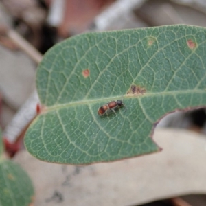 Mutillidae (family) at Aranda Bushland - 4 Apr 2019