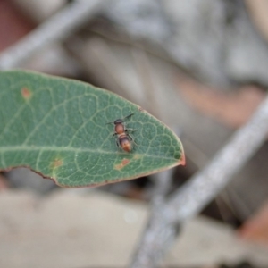 Mutillidae (family) at Aranda Bushland - 4 Apr 2019