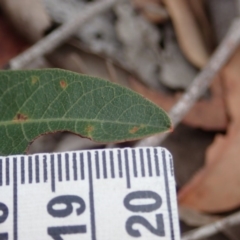 Mutillidae (family) at Aranda Bushland - 4 Apr 2019