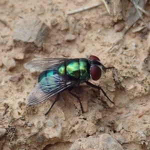 Chrysomya sp. (genus) at Dunlop, ACT - 4 Apr 2019 01:25 PM