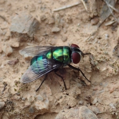Chrysomya sp. (genus) (A green/blue blowfly) at Aranda Bushland - 4 Apr 2019 by CathB