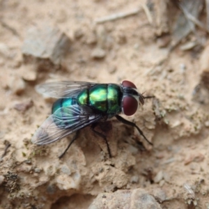 Chrysomya sp. (genus) at Dunlop, ACT - 4 Apr 2019 01:25 PM