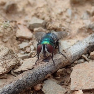 Chrysomya sp. (genus) at Dunlop, ACT - 4 Apr 2019 01:25 PM