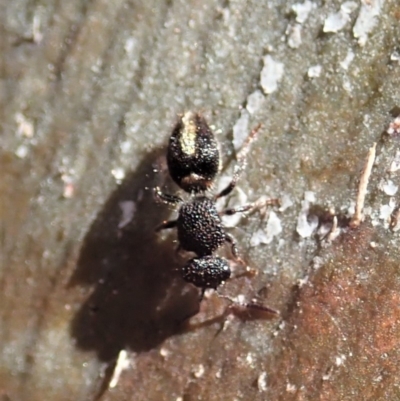 Mutillidae (family) (Unidentified Mutillid wasp or velvet ant) at Cook, ACT - 16 Apr 2019 by CathB