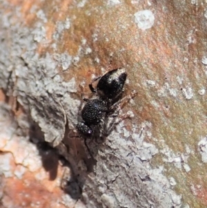 Mutillidae (family) at Cook, ACT - 16 Apr 2019