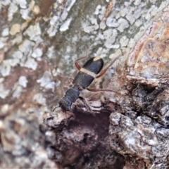 Lemidia accincta (Clerid beetle) at Mount Painter - 16 Apr 2019 by CathB