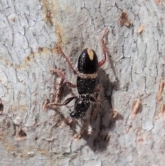 Lemidia accincta at Cook, ACT - 16 Apr 2019 10:17 AM