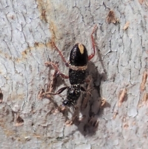 Lemidia accincta at Cook, ACT - 16 Apr 2019