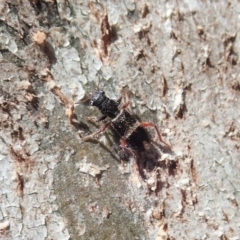 Lemidia accincta at Cook, ACT - 16 Apr 2019