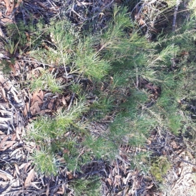 Banksia spinulosa (Hairpin Banksia) at Mittagong - 14 May 2019 by KarenG