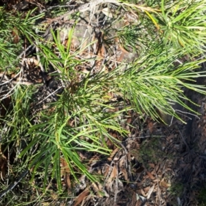 Banksia spinulosa at Mittagong, NSW - 14 May 2019