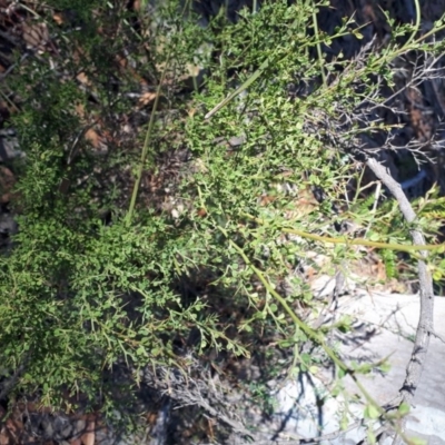 Bossiaea obcordata (Spiny Bossiaea) at Mittagong - 14 May 2019 by KarenG