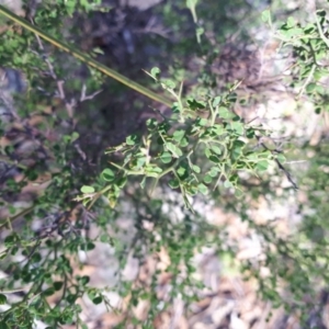 Bossiaea obcordata at Mittagong, NSW - 14 May 2019