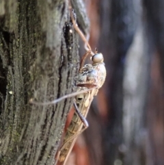 Boreoides subulatus (Wingless Soldier Fly) at Aranda Bushland - 3 May 2019 by CathB